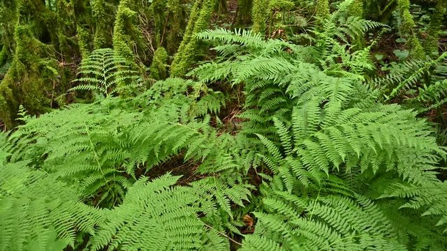 Close up video of dead tree trunk laying on the ground in the dark rainforest, it is covered with moss and the branches are showing an interesting looking shape. Camera looks on.
