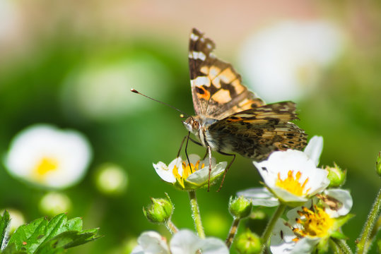 A brown butterfly sits on a white strawberry flower. Wild life of summer insects