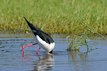 Stelzenläufer (Himantopus himantopus) - Black-winged stilt