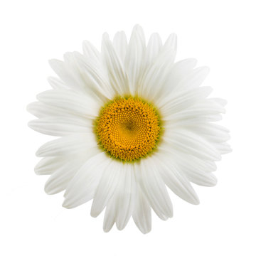 One daisy flower isolated on white background as package design element