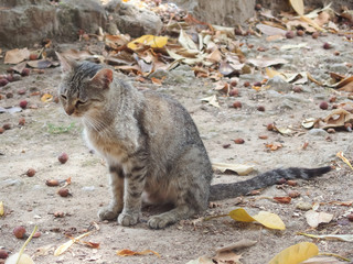 Gatto al parco.