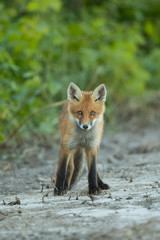 Naklejka na ściany i meble Young Red fox (Vulpes vulpes)