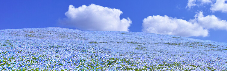 ネモフィラが咲く高原