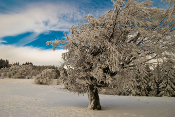 Tree In Snow