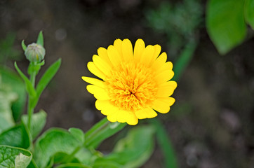 Blooming calendula in the garden. Medicinal plant