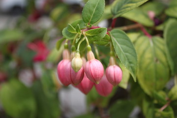 Fuchsie