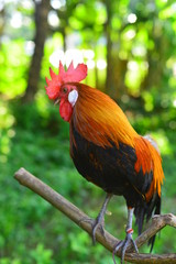 Beautiful bantam