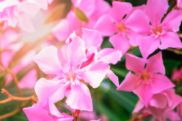Pink oleander flowers (Nerium) in the sunlight, soft focus