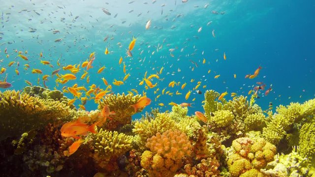 Tropical Fish on Vibrant Coral Reef