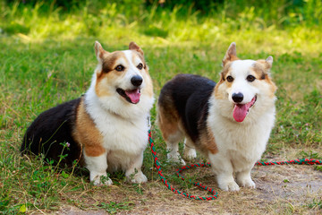 Dog breed Welsh Corgi Pembroke
