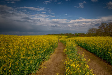 the landscape of a yellow rapeseed field with a dirt road among flowers on the background of a white sky with white clouds
