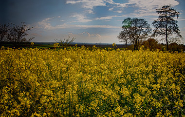 yellow rapeseed field on the background of white sky with white cloudsing rape seed field