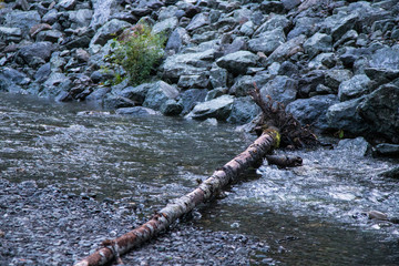 Log In The River 