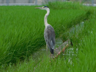 田んぼの仕切りにたたずむアオサギ