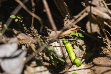 a picture of a little and cute green worm head back to their  nest after fininsh eating some leaf.
