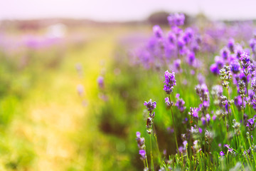 Field of organic lavender flowers , summer concept, farm which produces lavender oil