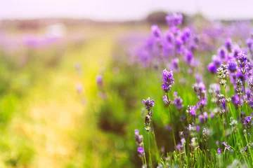 Gardinen Sommer Field of organic lavender flowers , summer concept, farm which produces lavender oil  © manuta