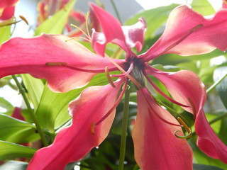 pink lily