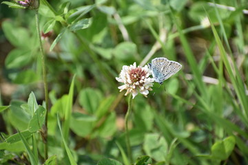 Piękny motyl siedzący na kwiatku, na zielonym tle.