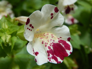 purple and white pansy