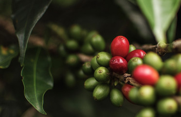 Coffee Fruit