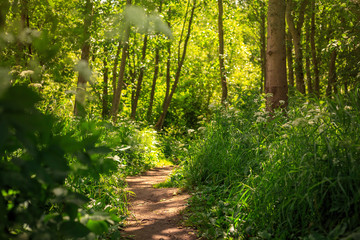 Fototapeta na wymiar Forest Path. Beautiful summer landscape with a footpath among trees and bushes. Warm sunny weather. Walking in nature, outdoor activities and hiking. Perfect for background.