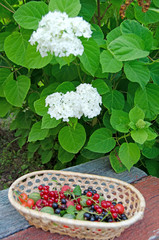 Berries. The gifts of summer in one basket