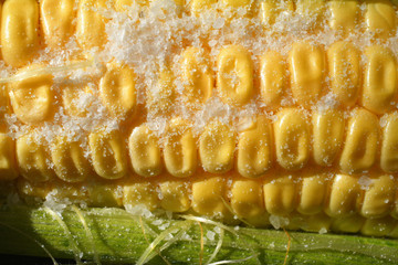 yellow sweet corn with coarse sea salt .Sweet corn background. Soft selective focus