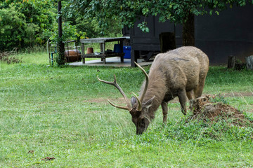 Deer are eating grass in the midst of beautiful nature.