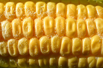 yellow sweet corn with coarse sea salt .Sweet corn background. Soft selective focus