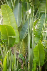 Tropical banana leaf green background