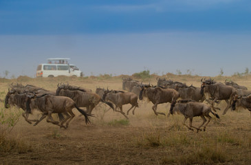 Fototapeta na wymiar Great Wildebeest Migration in Kenya with Safari Vehicle and Tourists