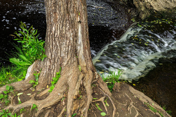 Tree on the river bank near the waterfall. Trunk and roots closeup.