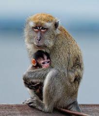Mother n Baby Monkey