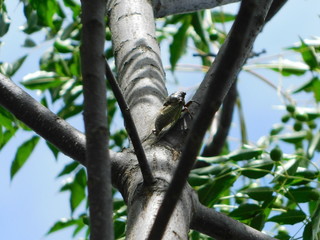 木に留まって鳴くクマゼミ