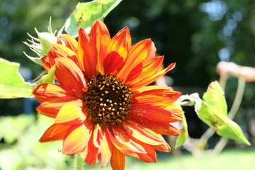 Girasole