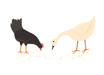 Chicken and goose vector, black hen and domestic poultry animal with plumage eating from ground, isolated chick, agriculture and caring for birds
