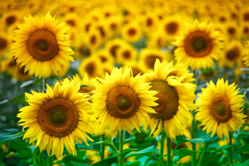 Fototapeta na wymiar Infinite field with bright yellow blooming sunflowers, soft focus