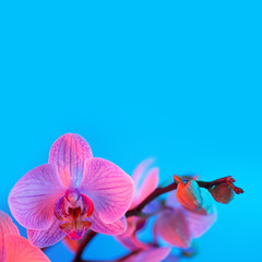 delicate pink Orchid with dew drops close-up on light blue background