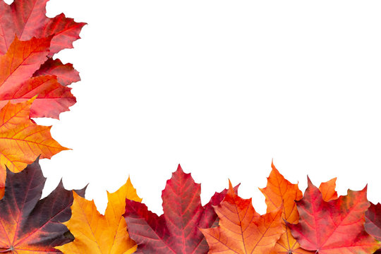 Border of autumn maple leaves isolated on white background
