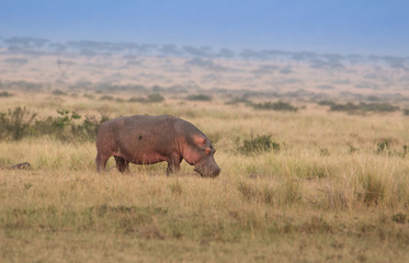 Hippo roaming in the savannah