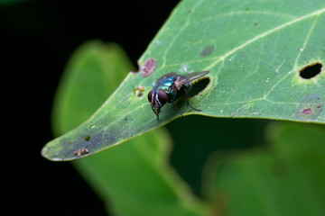 close up fly on dirty leaf