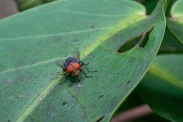close up fly on dirty leaf