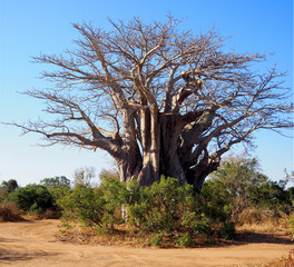 Baobab tree in Kruger Park, South Africa