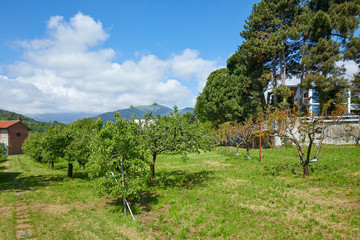 Fototapeta na wymiar Orchard, green meadow and villa in a sunny summer day, Italy