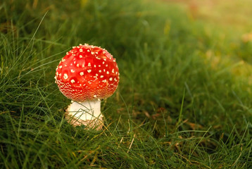 Red and white spotted fly agaric mushroom growing in the grass