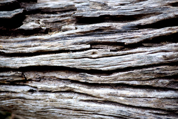 Abstract detail of weathered and worn wood