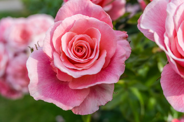 Pink Rose Detail 5