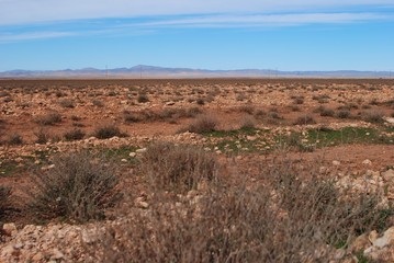 Fototapeta na wymiar Visage de la steppe Algerie