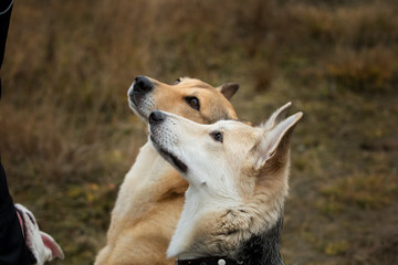 Two dogs at husky and red mongrel dog sitting on a green meadow looking at camera.